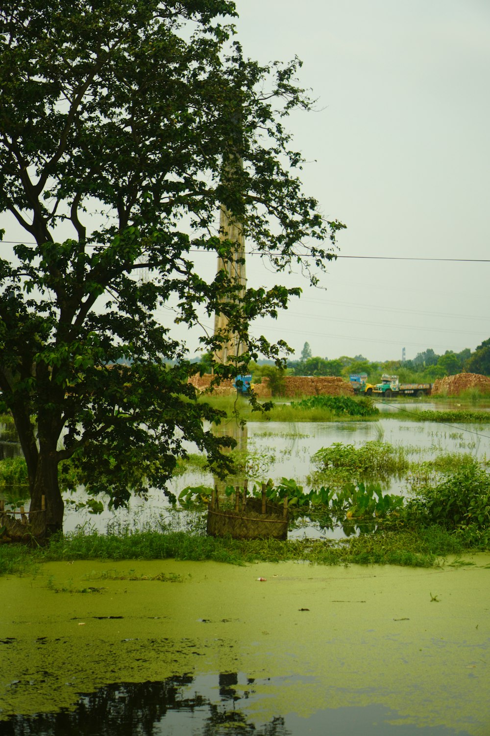 green tree near body of water during daytime