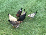 Close-up of healthy chickens pecking on clean, green pasture under a bright sky.