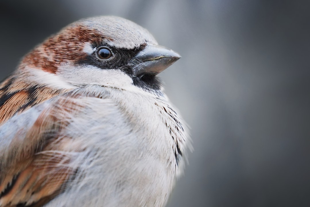 sparrow