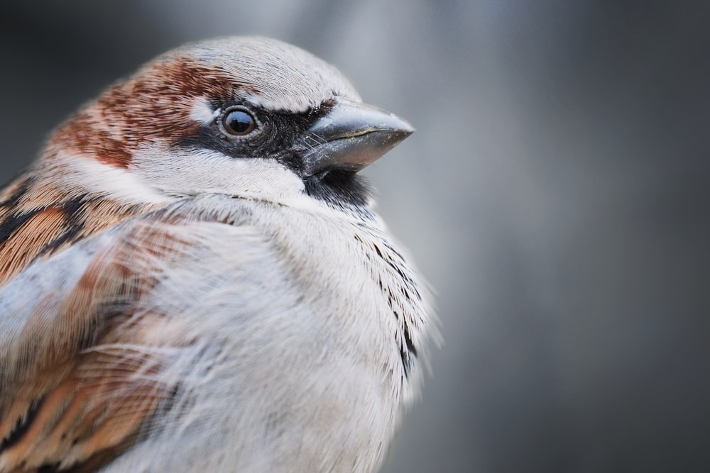 茶色の木の枝に白と茶色の鳥