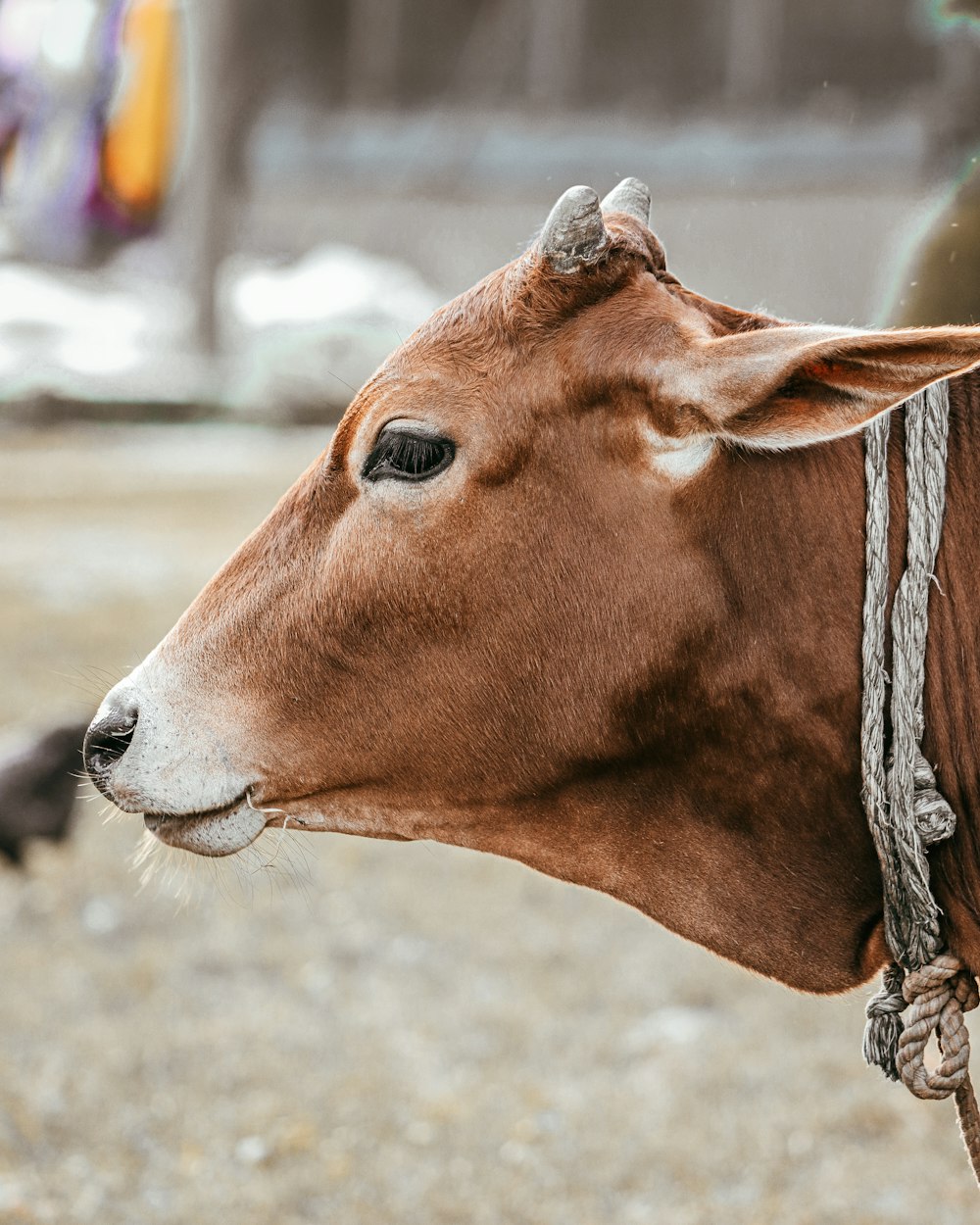 brown cow in tilt shift lens