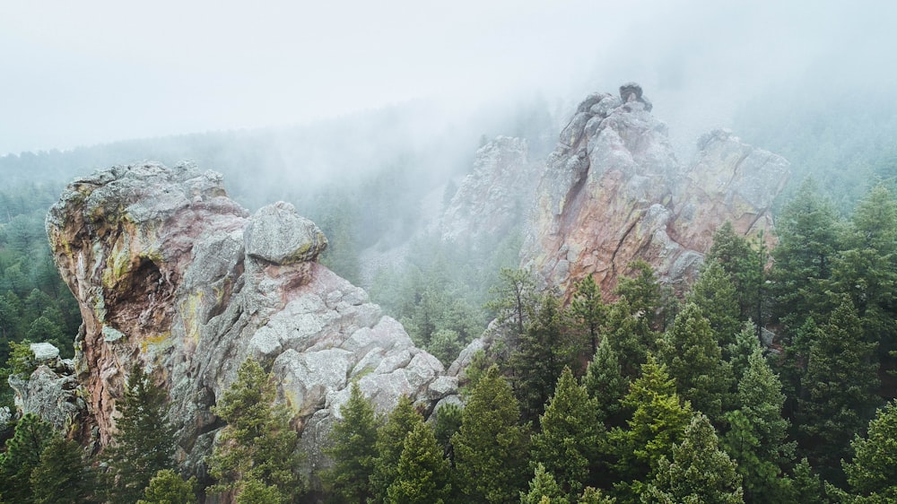 green trees on mountain during daytime