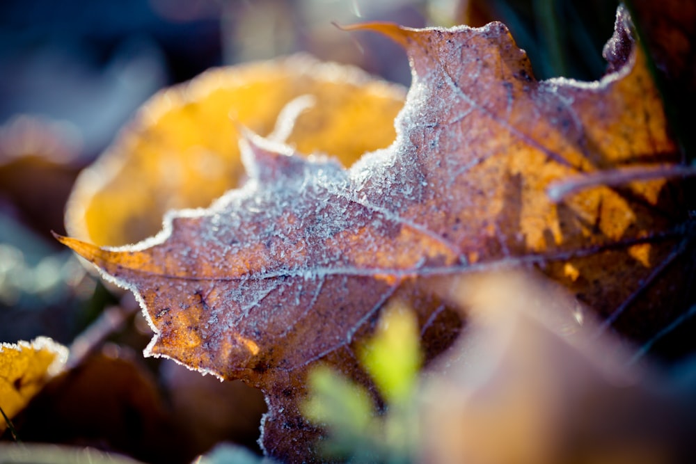 brown and green maple leaf