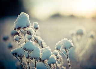 white flowers in tilt shift lens