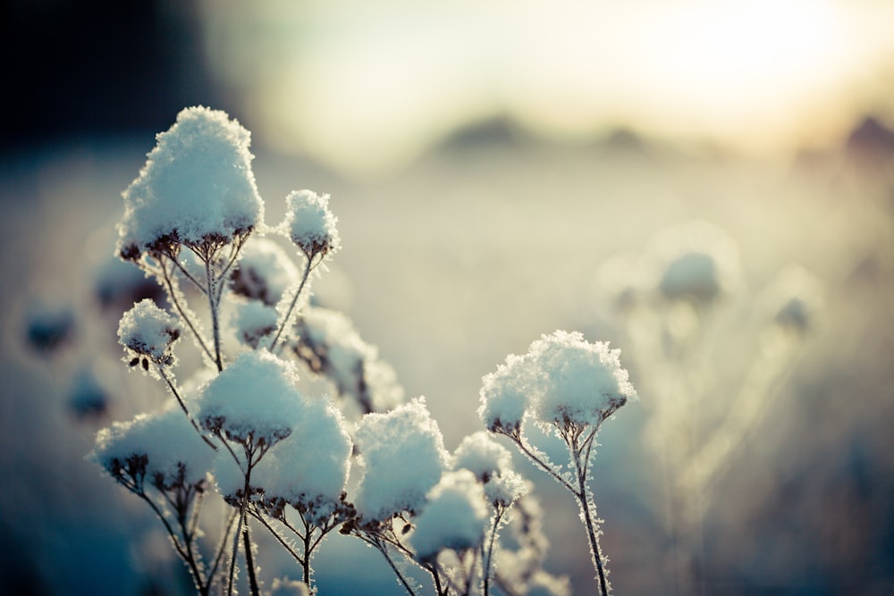 white flowers in tilt shift lens