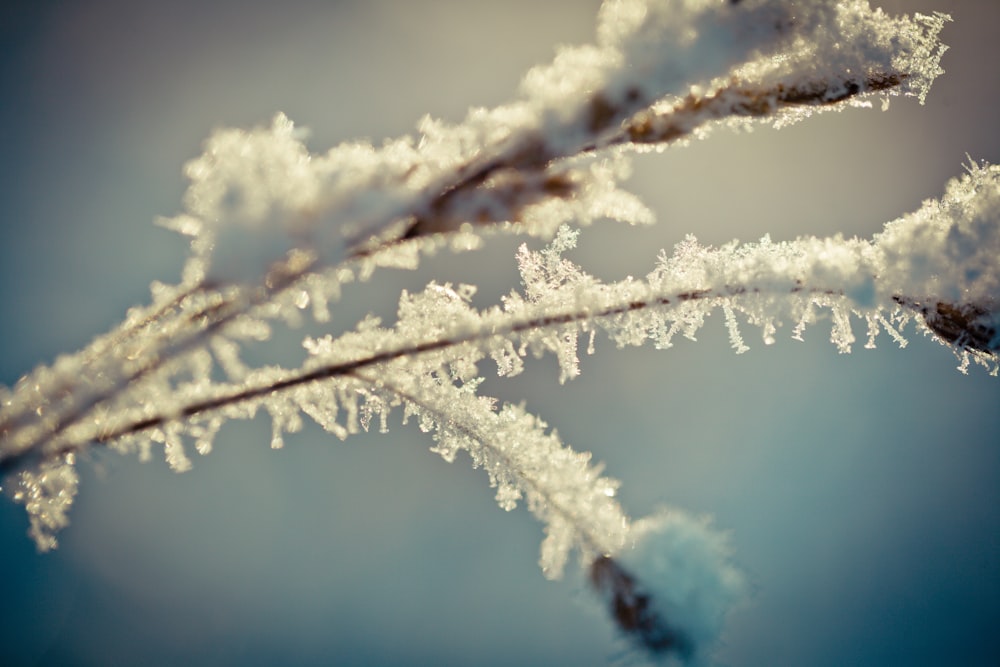 white snow on brown tree branch