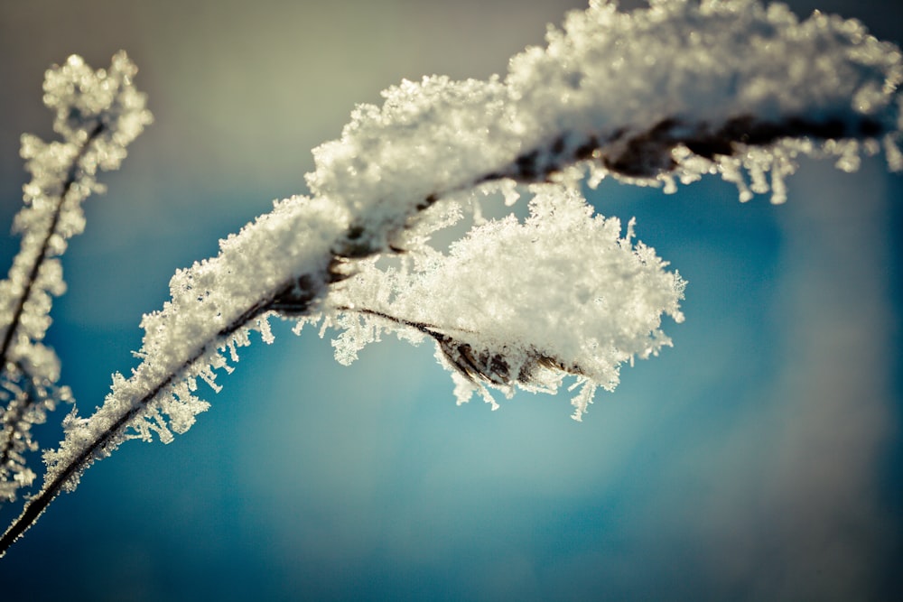 white snow on brown wooden fence