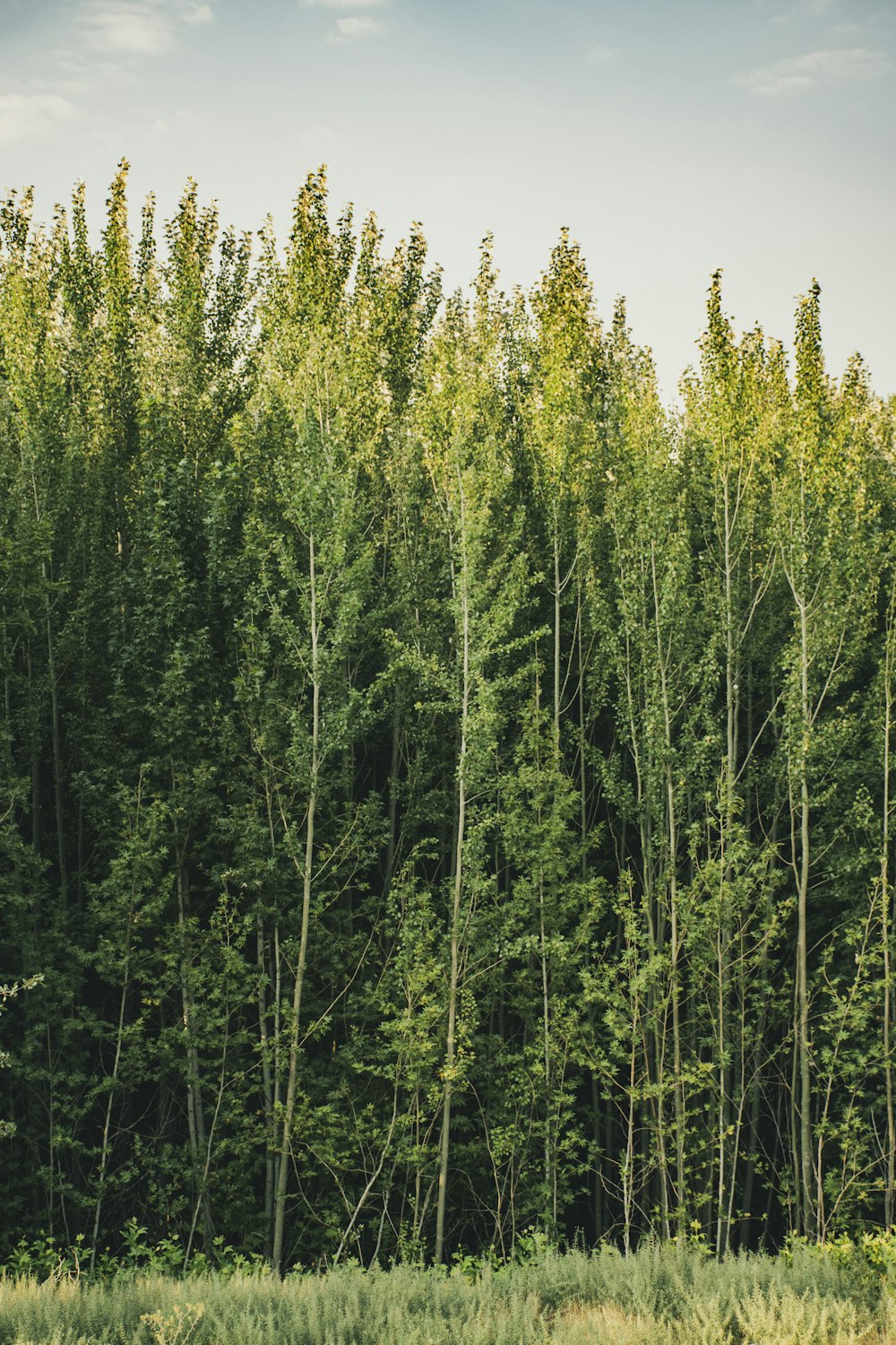 green trees under white sky during daytime