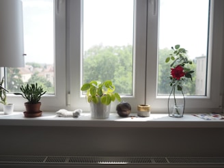 red flowers on white ceramic vase beside window