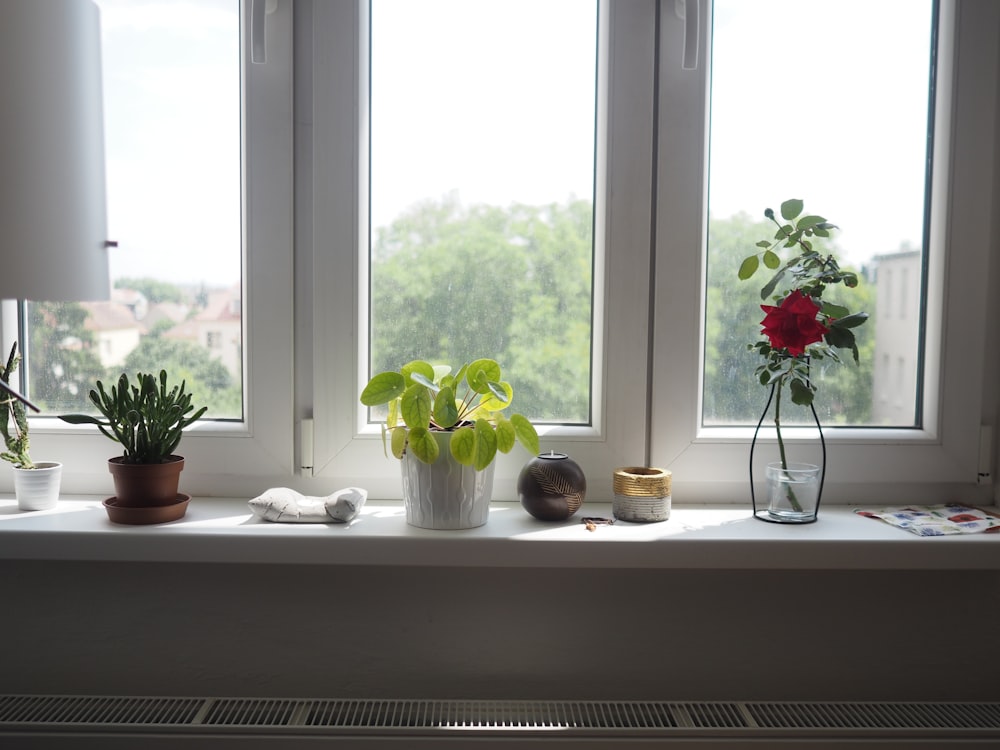 red flowers on white ceramic vase beside window