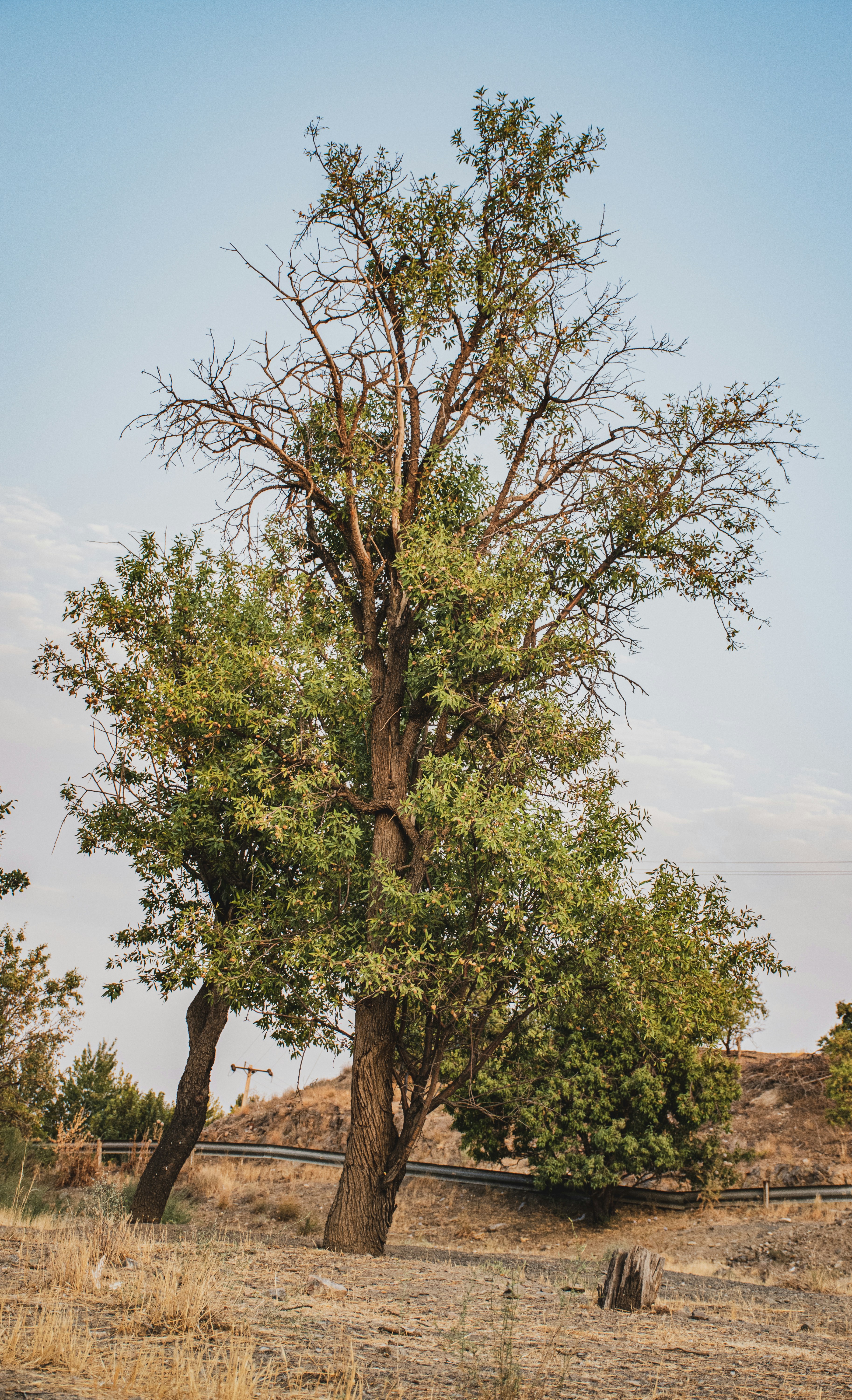 grüner Baum unter blauem Himmel tagsüber