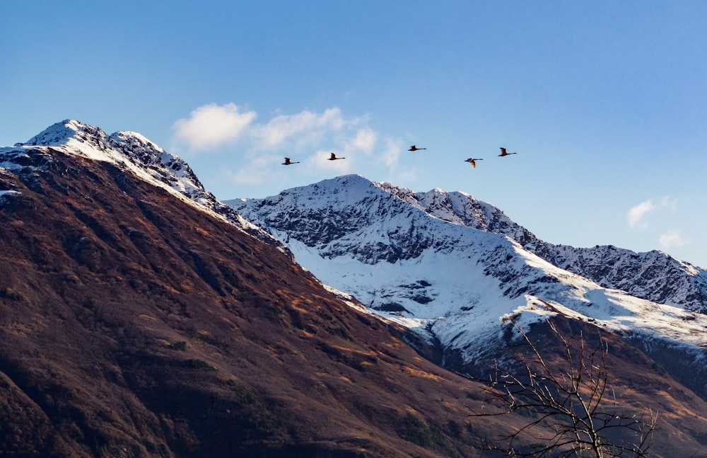 pássaros voando sobre a montanha coberta de neve durante o dia