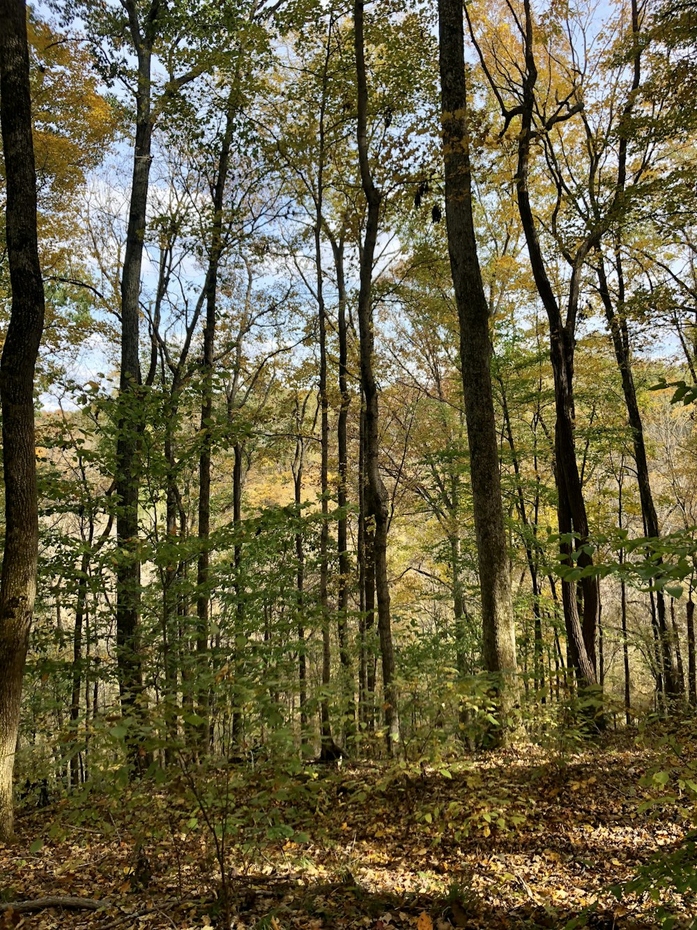 green trees on forest during daytime