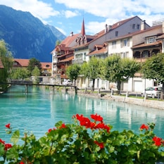 red flowers near body of water during daytime