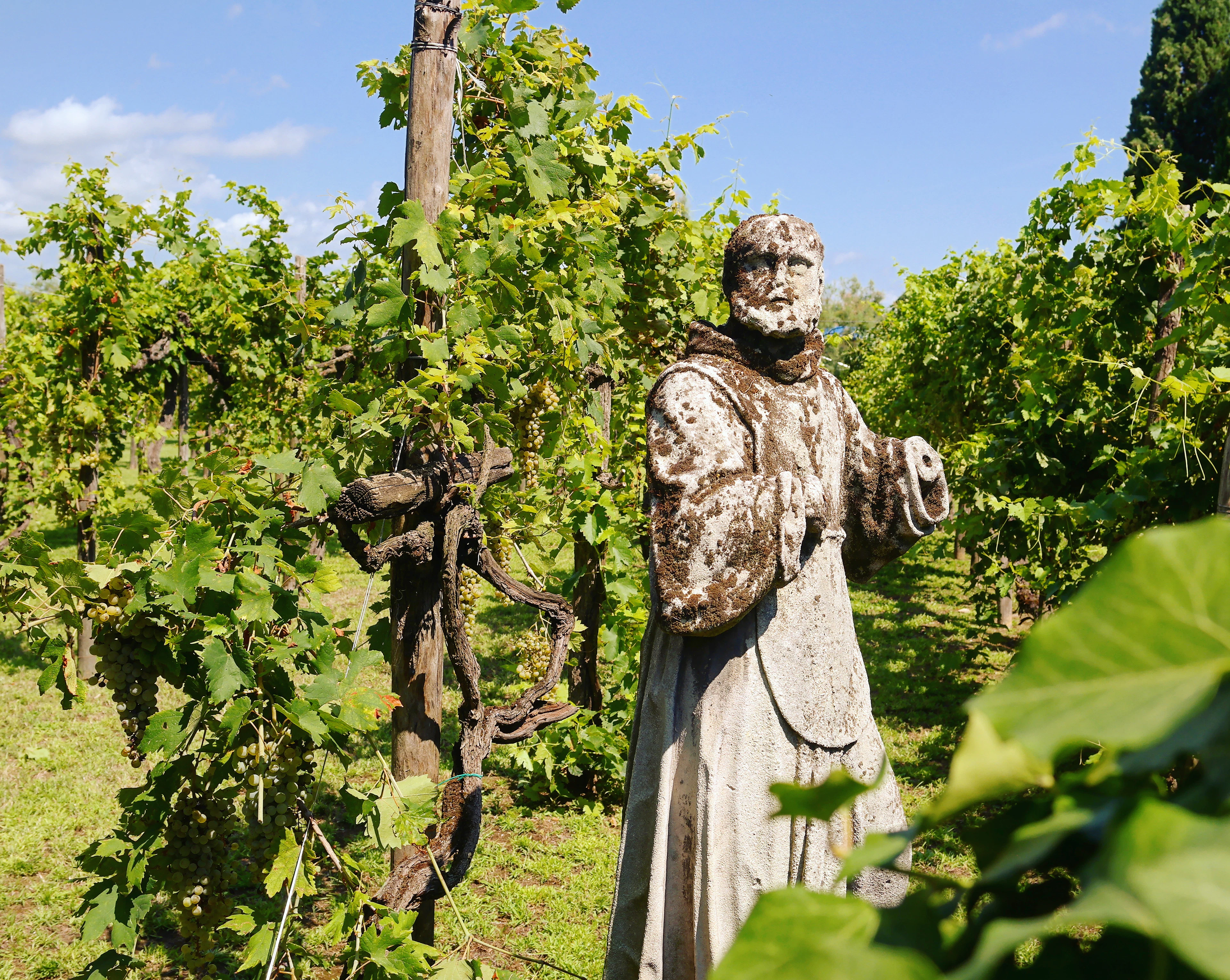 A weathered stone statue among the vines on the island of Torcello