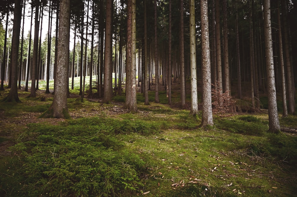 green grass and brown trees