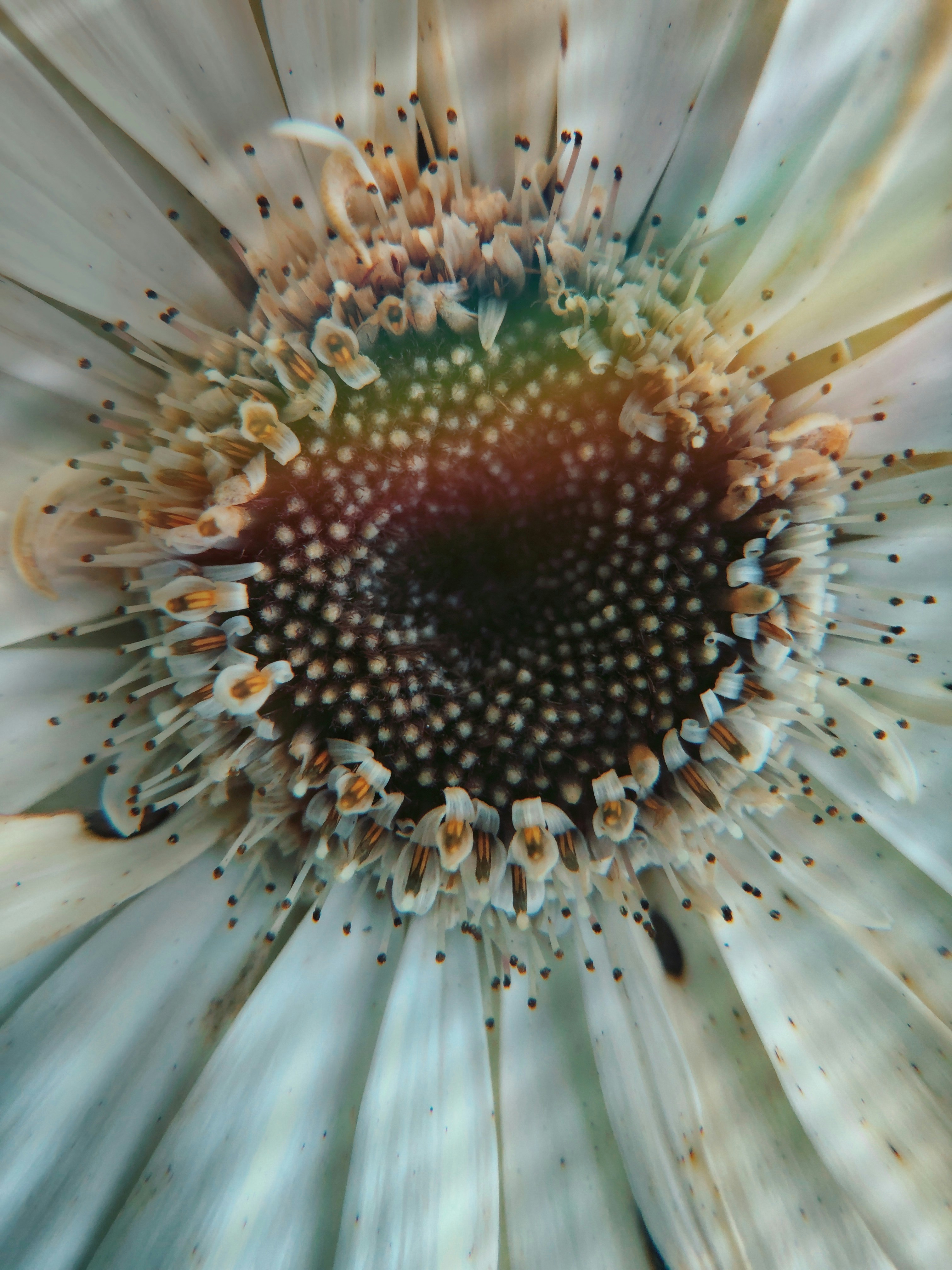macro shot of white daisy