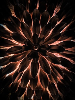 brown and black flower in close up photography