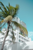 green palm tree near white concrete building during daytime