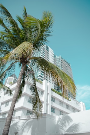 green palm tree near white concrete building during daytime