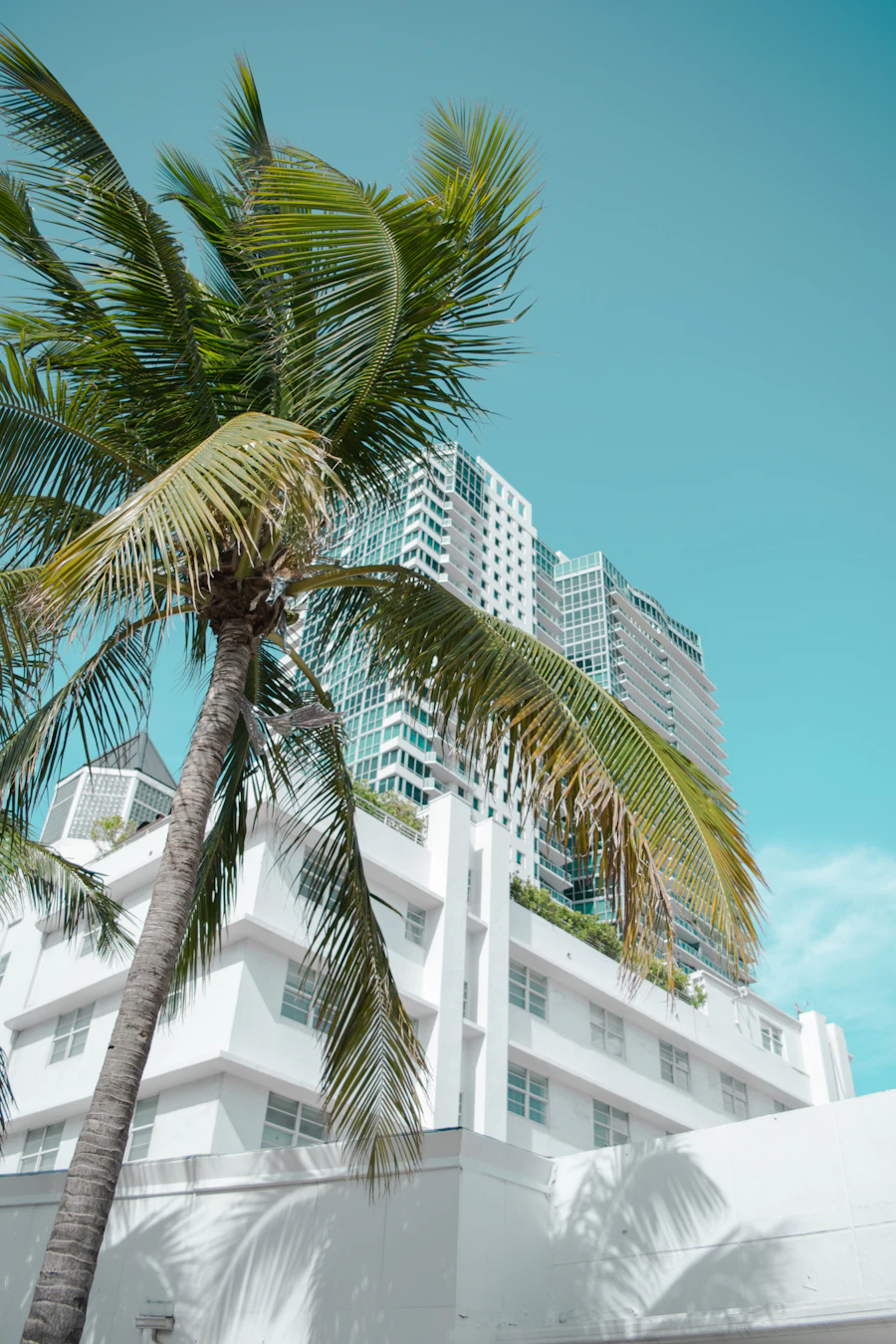 Palm tree beside a white building