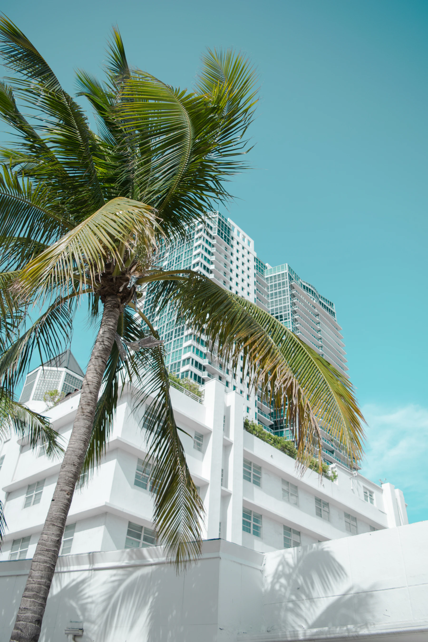 Palm tree in front of a white Art Deco building under a clear blue Miami sky