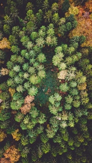 green and brown leaf plant