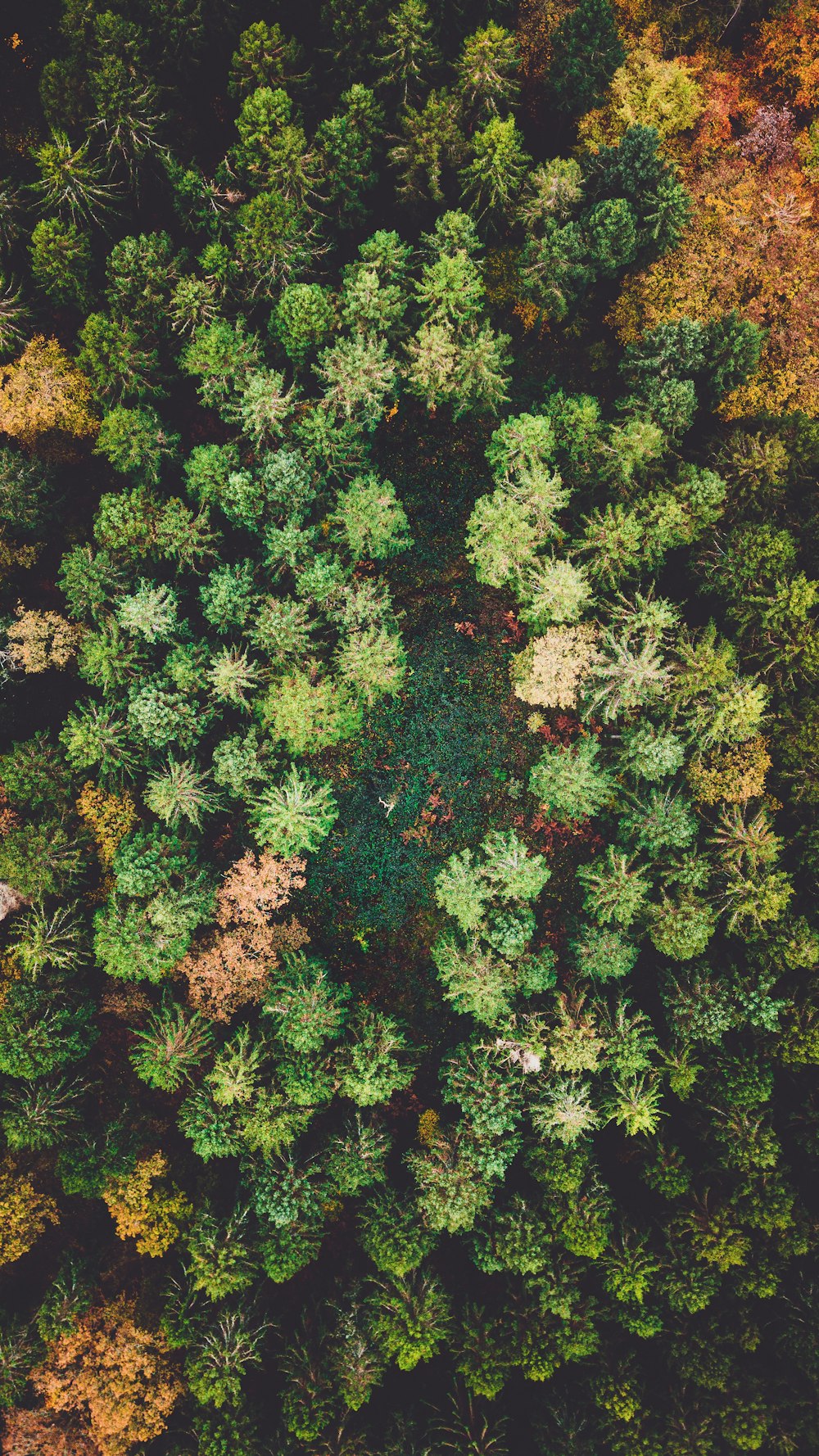 green and brown leaf plant