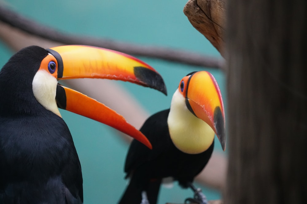 a couple of birds that are standing next to each other