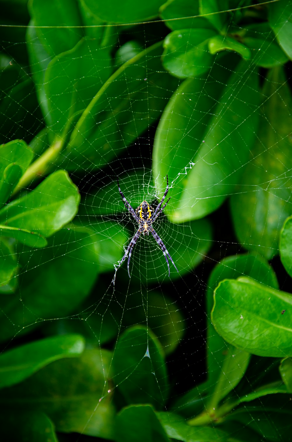 black and white spider on green leaf