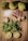 A flat lay of fresh ingredients on a wooden surface. The top row features three whole pears. Below them are cubes of sugar and a cluster of dried rosebuds. In the middle, there are pieces of fresh ginger root. The lower part of the composition shows a bunch of fresh mint leaves, and two halves of a lemon are positioned at the bottom.