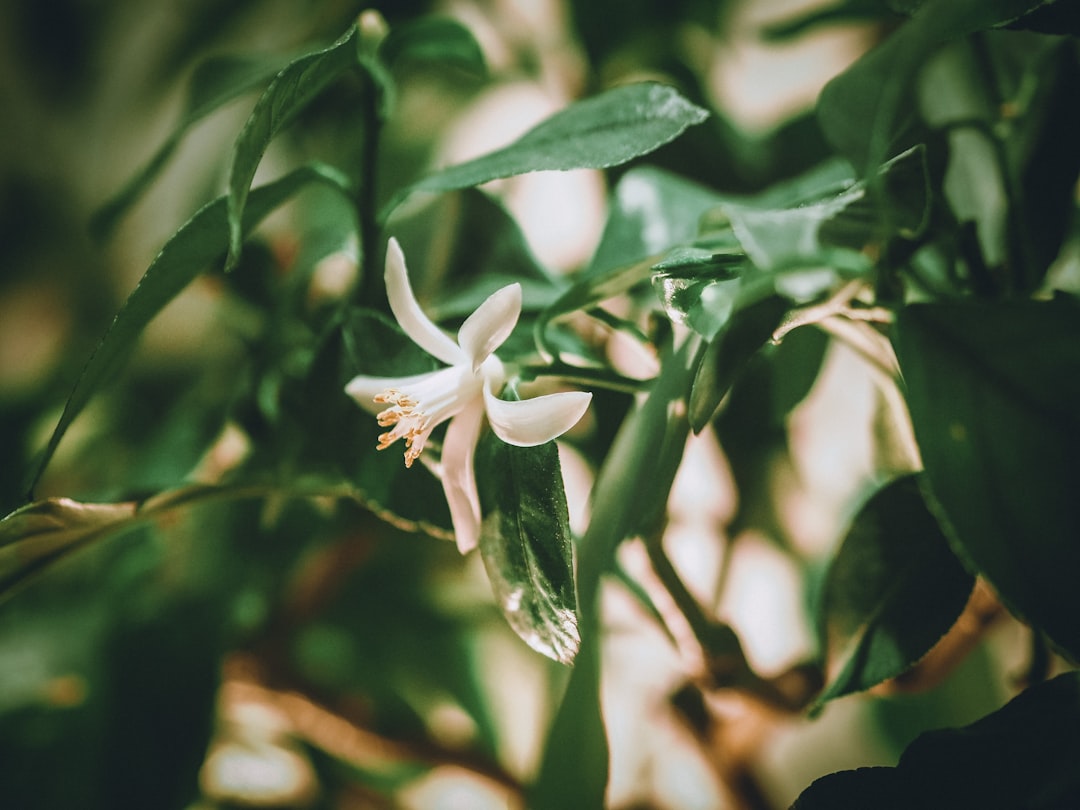 white flower with green leaves