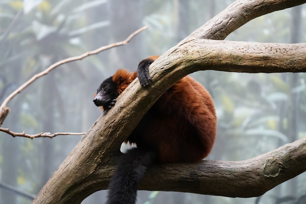 black and brown animal on brown tree branch during daytime