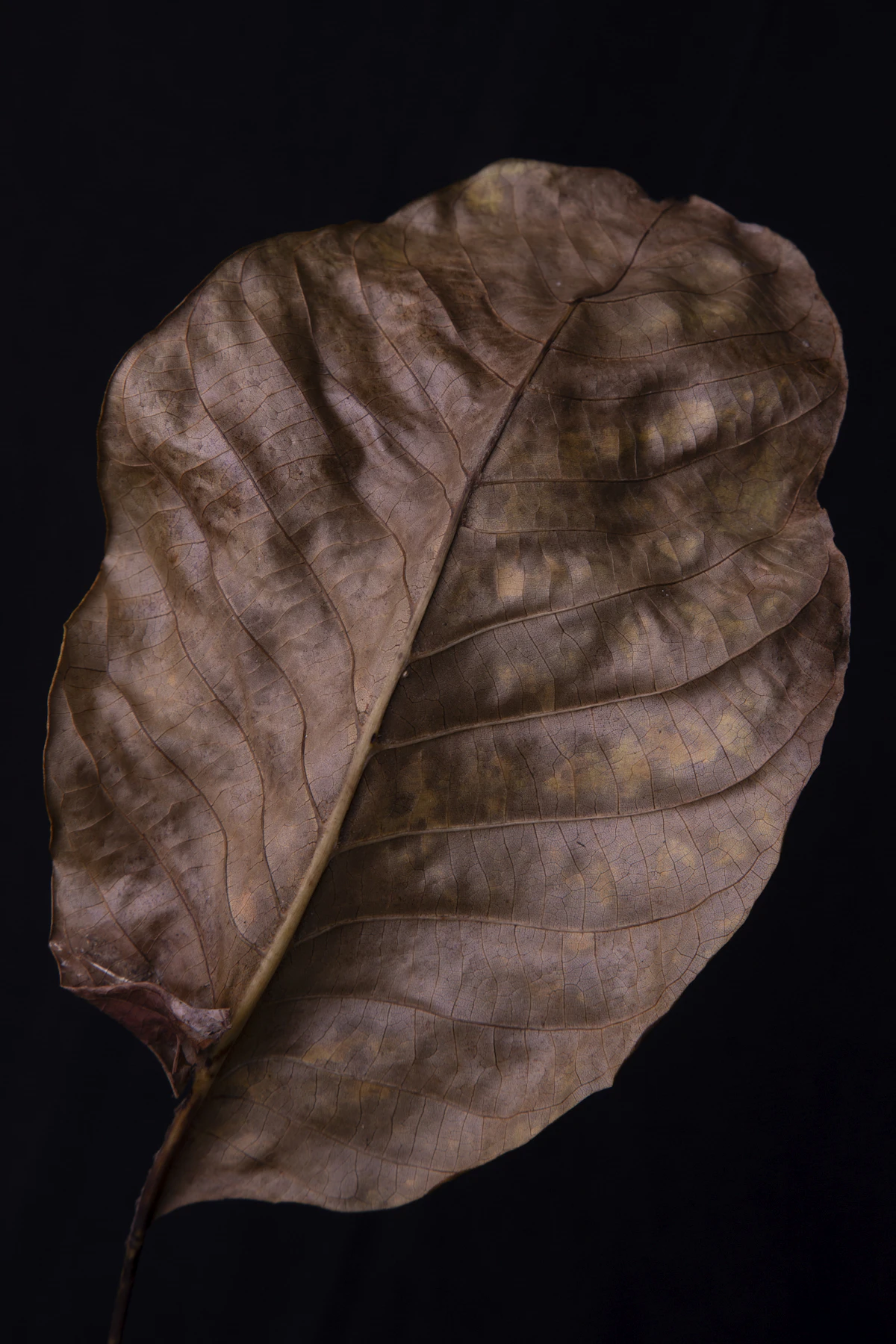 Aged tobacco leaves stored on a wooden rack in dim warm light