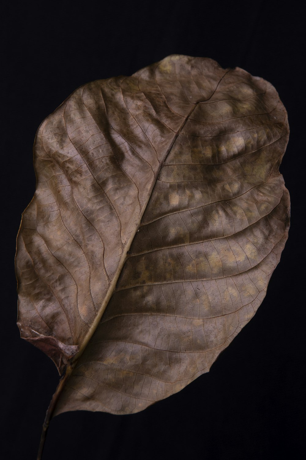 brown leaf on black background