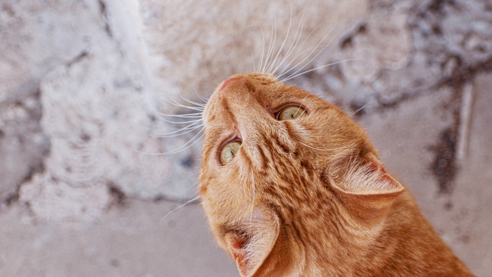 orange tabby cat looking at the camera