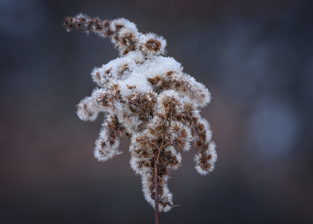 white and brown plant in close up photography