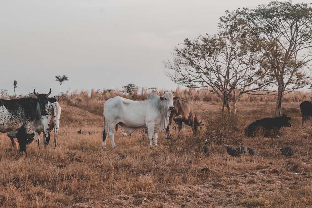 white and brown horses on brown grass field during daytime