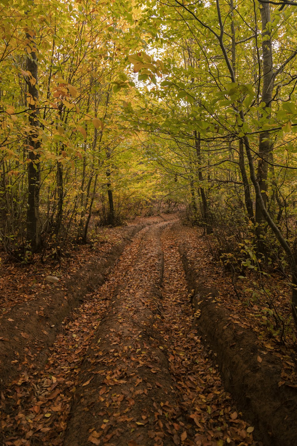 brown dried leaves on ground surrounded by trees during daytime