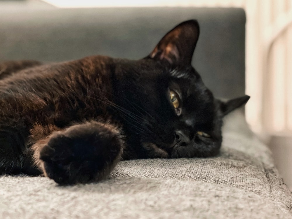 black cat lying on white textile