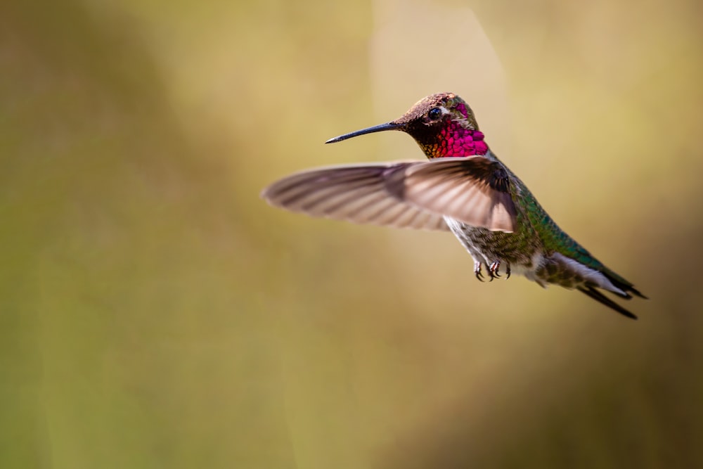 Colibrí verde y marrón volando durante el día