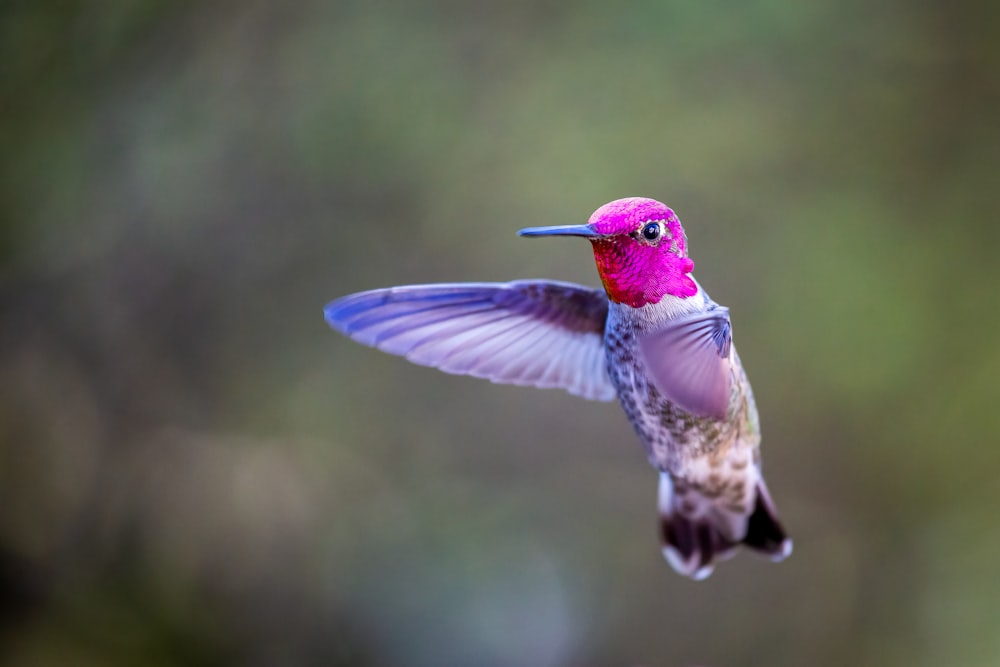 pink and green humming bird