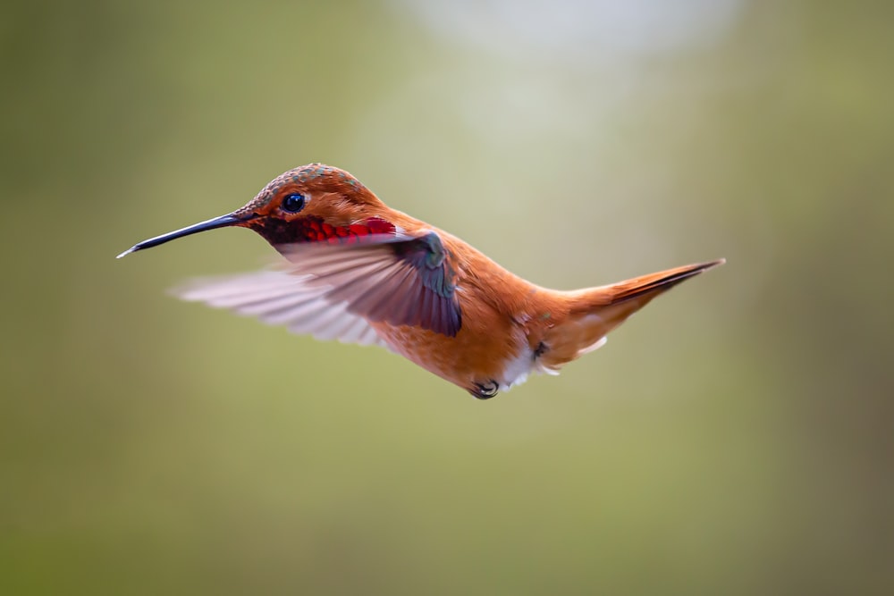 brown humming bird flying in mid air during daytime