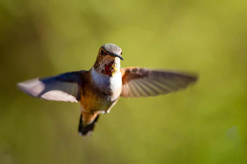 brown and black humming bird flying during daytime