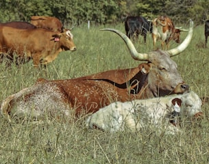 brown and white cow on green grass field during daytime