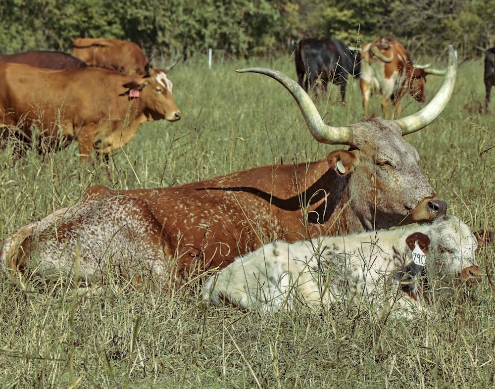 brown and white cow on green grass field during daytime