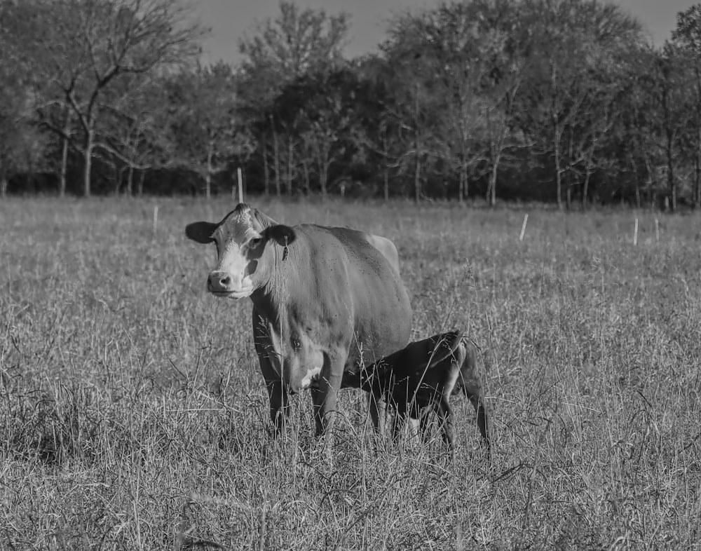 grayscale photo of cow on grass field