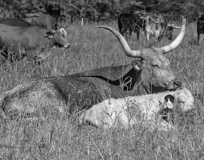 A gentle cow resting peacefully in a sunlit green pasture, symbolizing safety and care.