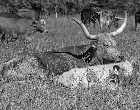 A serene gaushala courtyard in Karnataka with cows resting peacefully near a small shrine adorned with marigold garlands.