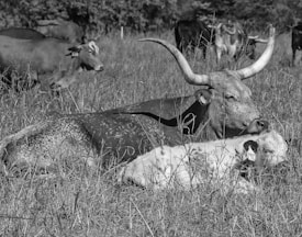 A large cow with prominent horns rests peacefully in a grassy field. Nearby, a calf lies close, seemingly relaxed and at ease. Other cows can also be seen grazing in the background, contributing to a serene pastoral scene.